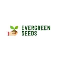 Evergreen Seeds